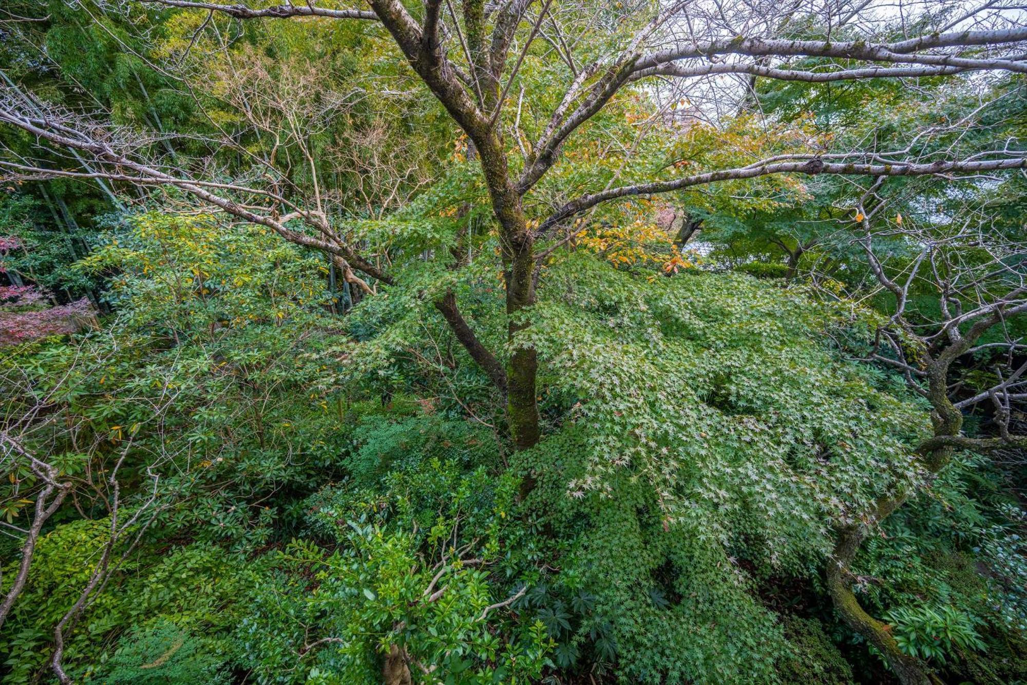 Jinya Ryokan Hadano Ngoại thất bức ảnh